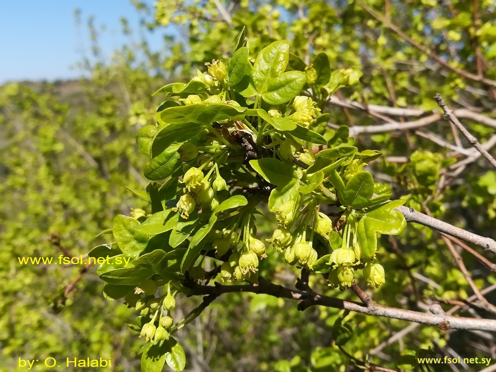 Acer hermoneum Bornm.et Schw.